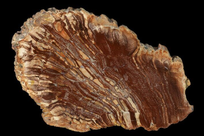 Petrified Horsetail (Calamites?) From Madagascar - Rare! #157851